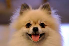 pomeranian breeders in the usa with
