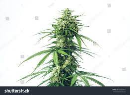 Cannabis use: Más de 11,566 fotos de stock con licencia libres de regalías  | Shutterstock