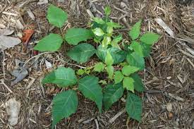 how to get rid of poison ivy in your yard