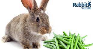 can rabbits eat green beans rabbit