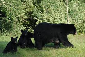 Image result for mama bear and 3 cubs