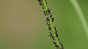 get rid of tiny black bugs on my plants