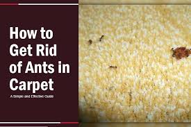 5 ways get rid of ants in carpet a