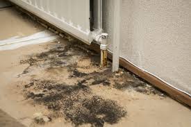 what is black mold nytdr