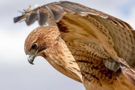 Последние твиты от washington football team (@washingtonnfl). One Of These Birds Should Be Washington D C S New Football Mascot Audubon