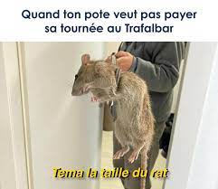 Trafalbar Nice - Tag ton rat 👀 🐀 | Facebook