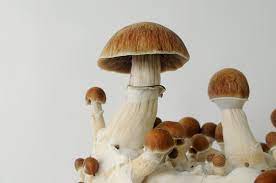 Psilocybin Mushroom Images – Browse 28,277 Stock Photos, Vectors, and Video  | Adobe Stock