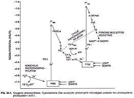 Oxygenic And Anoxygenic Photosynthesis In Bacteria