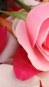 Beautiful Rose Flower Wallpaper for ...