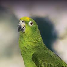 Yellow Naped Amazon Parrot Personality Food Care Pet