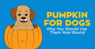 Pumpkin For Dogs Why You Can Use Them Year Round Simple Wag