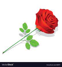 rose flower royalty free vector image