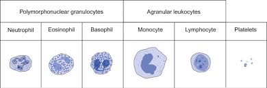 white blood cell an overview