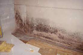 the truth about toxic black mold it s