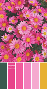 pink colour scheme colour palette