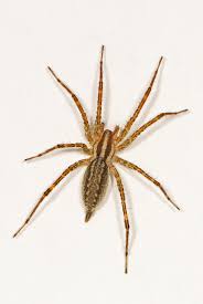 Image result for spiders