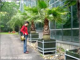 Washingtonia robusta (petticoat palme) topf 12 cm höhe 80cm. Who Grows Washingtonia In Pots Palms In Pots Palmtalk