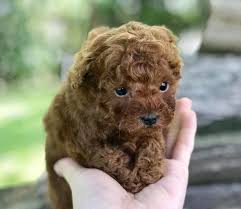 previous um red toy poodle