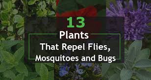 13 Plants That Repel Flies Mosquitoes