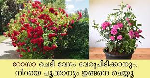 Gardening Malayalam Archives