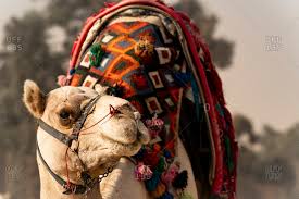Watch the dromedary camel and learn how to recognize its unique characteristics. Camel Ride Stock Photos Offset