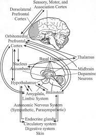 approximate location in the brain of