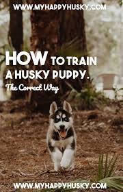 Congratulations on your new husky puppy! How To Train A Husky Puppy Correctly In 2020 Husky Puppy Pets Dog Lovers