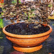 Japanese Maple Fountain Copper Tree
