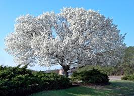 The following trees have proven over time to be good selections for north central texas, however, there are potential problems with all tree species. Dogwood Tree Facts Everything You Need To Know About Dogwoods