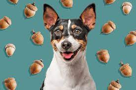 can dogs eat acorns