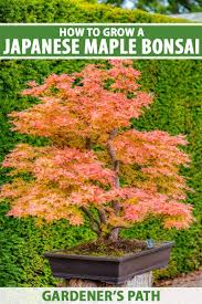how to grow a anese maple bonsai
