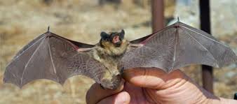 Bat Id Bat Identification Identify Bats In California