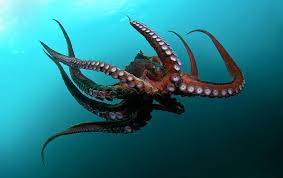 The commander of eastwatch is cotter pyke, while its maester is harmune. Sognare Un Polipo Significato Di Polipi Polpo E Piovra Nei Sogni Guida Sogni Octopus Marine Life Photography Giant Pacific Octopus