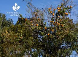 Top Tips Fruit Trees Central Texas