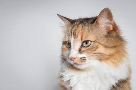 feline herpes causes signs care