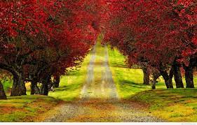 Download Red Trees Autumn Road ...