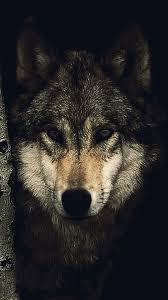 You can also upload and share your favorite wolf wallpapers 1920x1080. Wolf Phone Wallpapers Top Free Wolf Phone Backgrounds Wallpaperaccess