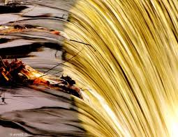 Kali ini kita akan membahas cara membuat warna emas dan silver dengan menggunakan pasilitas fountain fill. Wallpaper Warna Gold Plant Stock Photography Cg Artwork 2052309 Wallpaperkiss