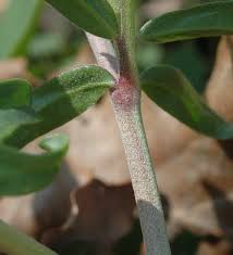 Anthyllis vulneraria subsp. weldeniana (Rchb.) Cullen