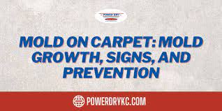 mold on carpet mold growth signs and