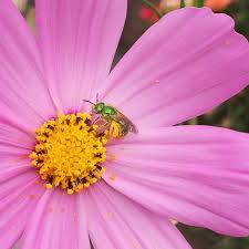 Simple flowers are bee favorites. Top 10 Bee Friendly Flowers Beekeeping Like A Girl