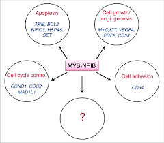 confirmed myb downstream target genes