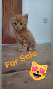 2 are grey and white with fine hints of ginger and the other is black, grey and white. Super Fluffy Male 2 Ginger 1 Black Kittens Long Hair For Sale In Ravenstone Leicestershire Prelove Ginger Kitten Ginger Kittens For Sale Long Haired Kittens