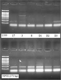 extraction of high quality genomic dna