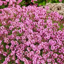 creeping thyme drought resistant thymus