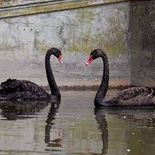 Два черных лебедя появились на озере Симферопольского зооуголка - KP.RU