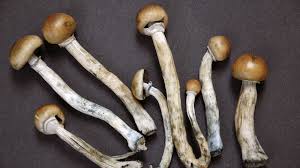 Image result for psychedelic mushrooms