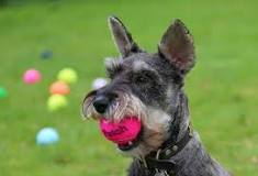 why-are-dogs-obsessed-with-tennis-balls
