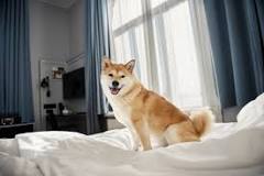 Får man ta med hund på Scandic hotell?