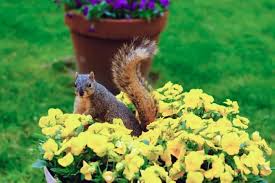 how to keep squirrels out of flower pots